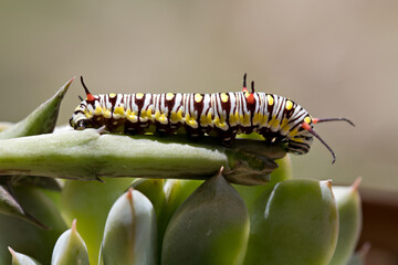 Monarch Caterpillar eating a succulent plant close up, soft-focus image.