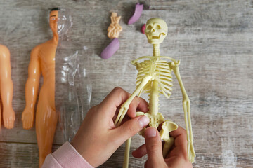  a child is playing skeleton. The study of anatomy. A skeleton toy. Lesson. Skull and bones