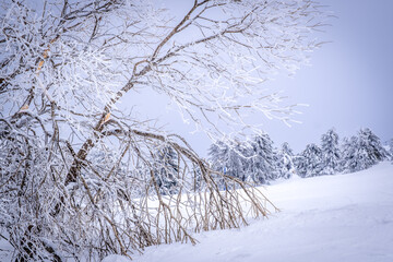 A frosty day is in mountains. Kopaonik National Park, winter landscape in the mountains, coniferous forest covered with snow. Spruce after snowfall