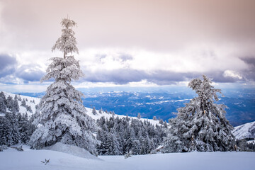 Fototapeta na wymiar A frosty day is in mountains. Kopaonik National Park, winter landscape in the mountains, coniferous forest covered with snow. Spruce after snowfall