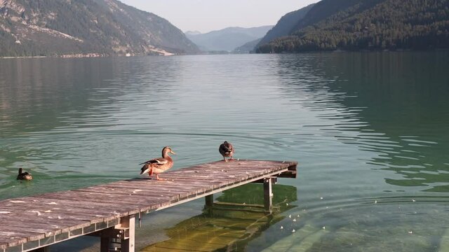 The Female Mallard (Anas Platyrhynchos) on Wooden Pier going to the Achen Lake in Austria. Brown Wild Mottled Water Bird in Tyrol Achensee.