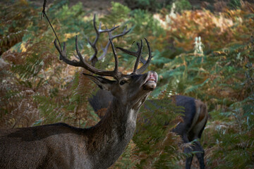 young deer (Cervus elaphus) in Mediterranean forest smelling hormones from female in Ojen, Marbella. Spain.