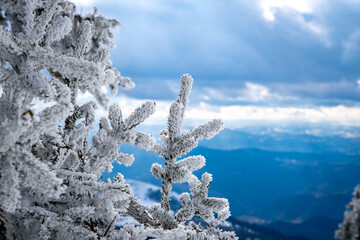 Frosty branches of pine and fir trees against the backdrop of mountains. Frosty winter day....