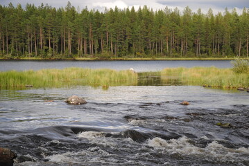the river in the forest