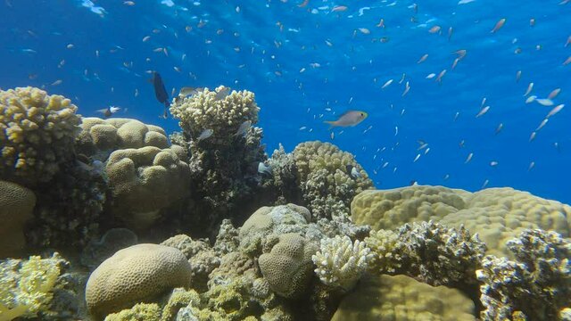 School of Chromis swimming above coral reef in the blue water. Arabian Chromis (Chromis flavaxilla) and Half-and-half Chromis (Chromis dimidiata)