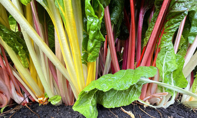 The colorful stalks of the swiss chard are a tasty addition to the summer graden.