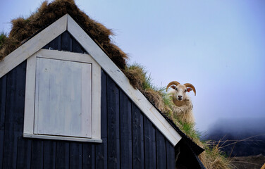 sheep on the roof of barn