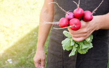 Farmer holding fresh radish in hands on farm. Men hands holding freshly bunch harvest. Healthy organic food, vegetables, agriculture, close up