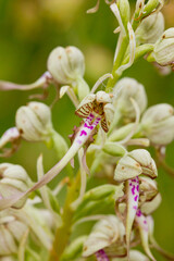 Orchis anthropophora, macro detail of orchid with green background, selective focus.