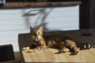 surprised bengal cat lying on the table