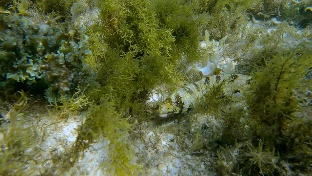 Snowflake moray or Starry moray ell (Echidna nebulosa) swims above seabed covered with Peacock's tail (Padina pavonica), Brown algae (Sargassum sp.) and Red algae (Liagora viscida)