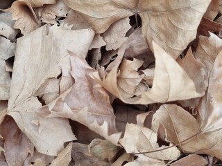 dried leaves background
