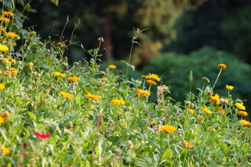 field of dandelions