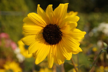 yellow flower