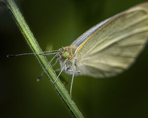 a white butterfly on a stalk