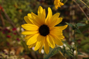 yellow flowers in the garden