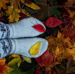 autumn leaves on the ground. autumn socks.