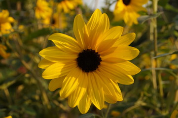 yellow flowers in the garden