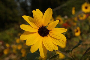 yellow flower in the garden