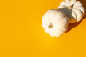 Two white decorative pumpkins on a yellow background. Autumn concept, thanksgiving day. Empty space