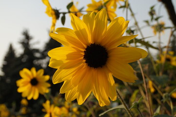 yellow flowers in the garden