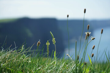 Grassy Cliff
