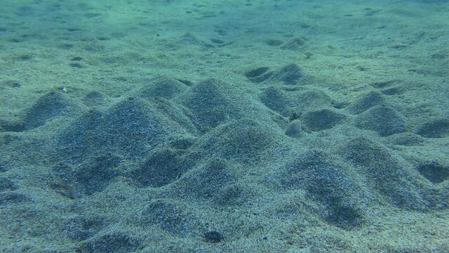 Pearly Razorfish (Xyrichtys novacula) emerges from the sand against the background of sandy volcanoes built by Lugworm (Arenicola marina), then hides back into the ground.