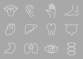 Human body parts, organs - vector linear icon set.