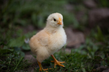 Little chicken chick. Hen. Chick in nature. 