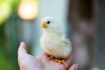Little chicken chick. Hen. Chick on hand. 