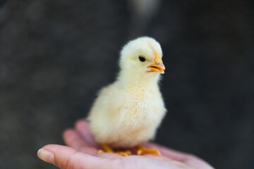 Little chicken chick. Hen. Chick on hand. 