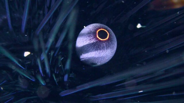 Sea life: Black longspine urchin or Long-spined urchin (Diadema setosum) on a rocky bottom, extreme close-up.