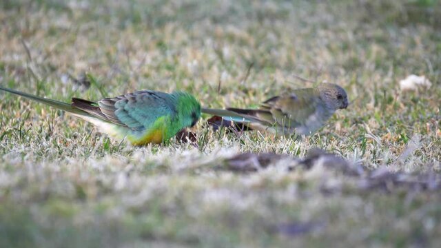 side view of a pair of red-rumped parrots feeding on the ground at tamworth in nsw, australia