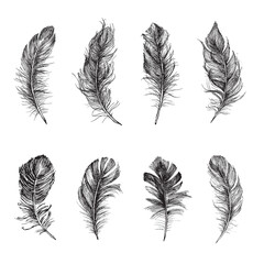  Feather Pattern, Vector Black and White	