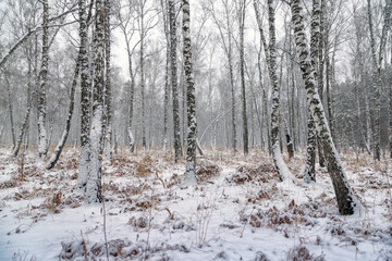 Fototapeta premium Winter landscape. Snowy forest on a cloudy day.