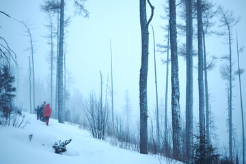 walking in the winter forest, Tatra mountains, Poland