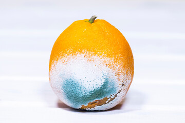 Rotten Moldy Orange. A photo of the growing mold. Spoiled fruit. Meal leftovers. Copy space.