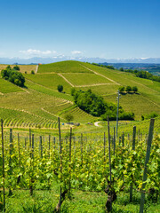 Vineyards of Langhe, Piedmont, Italy at May