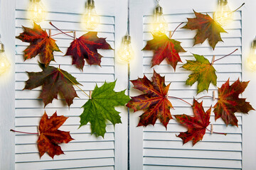 Fallen autumn maple leaves are hung on clothespins on a white trellis
