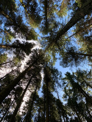 Looking up at trees
