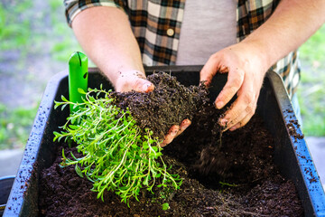 Gartenarbeit pflanzen