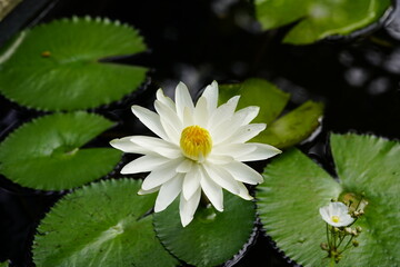 Nymphaea lotus, the white Egyptian lotus, tiger lotus, white lotus or Egyptian white water-lily, is a flowering plant of the family Nymphaeaceae.

 - obrazy, fototapety, plakaty