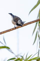 crested tit perched on a tree branch
