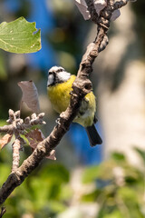 blue tit perched on a tree branch