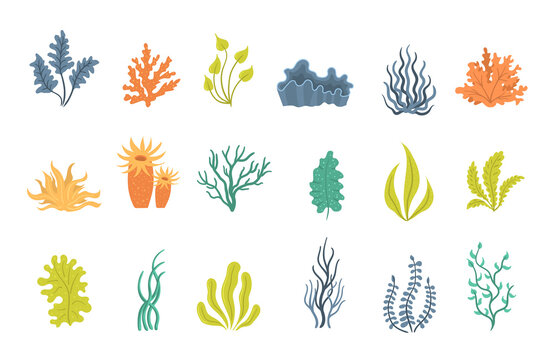 Set of seaweeds, underwater sea plants, shells.
