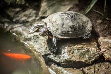 Turtle on a Rock