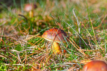 Maronen-Röhrling im Wald gefunden, umgeben von Moos und Gras