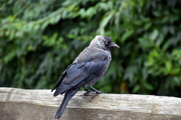 Dohle auf einem Holzgeländer