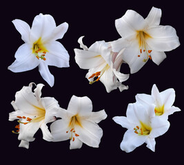 Large buds of flowers of white lilies on an empty background.