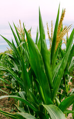 Fototapeta premium Agricultural field with corn